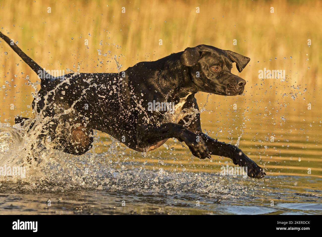 running English Pointer Stock Photo - Alamy