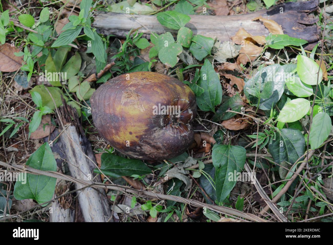 A fully ripened and fallen Coconut (Cocos Nucifera) on grassy wild area Stock Photo