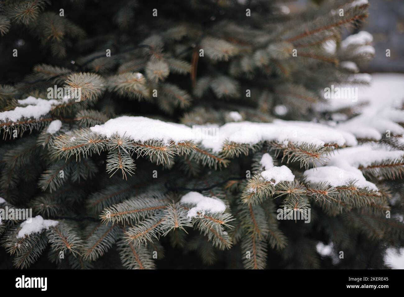Conifer tree outdoor in winter. Snowy Christmas tree Stock Photo Alamy