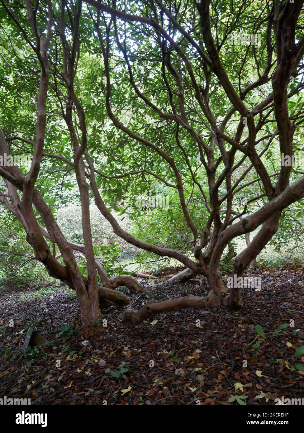 Killerton, Devon Stock Photo