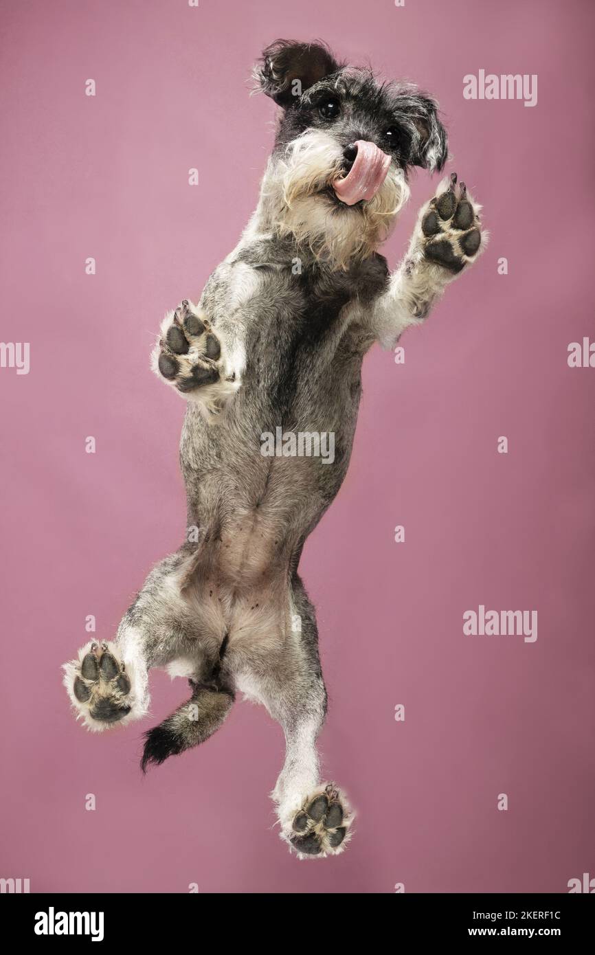 Standard Schnauzer from below Stock Photo Alamy
