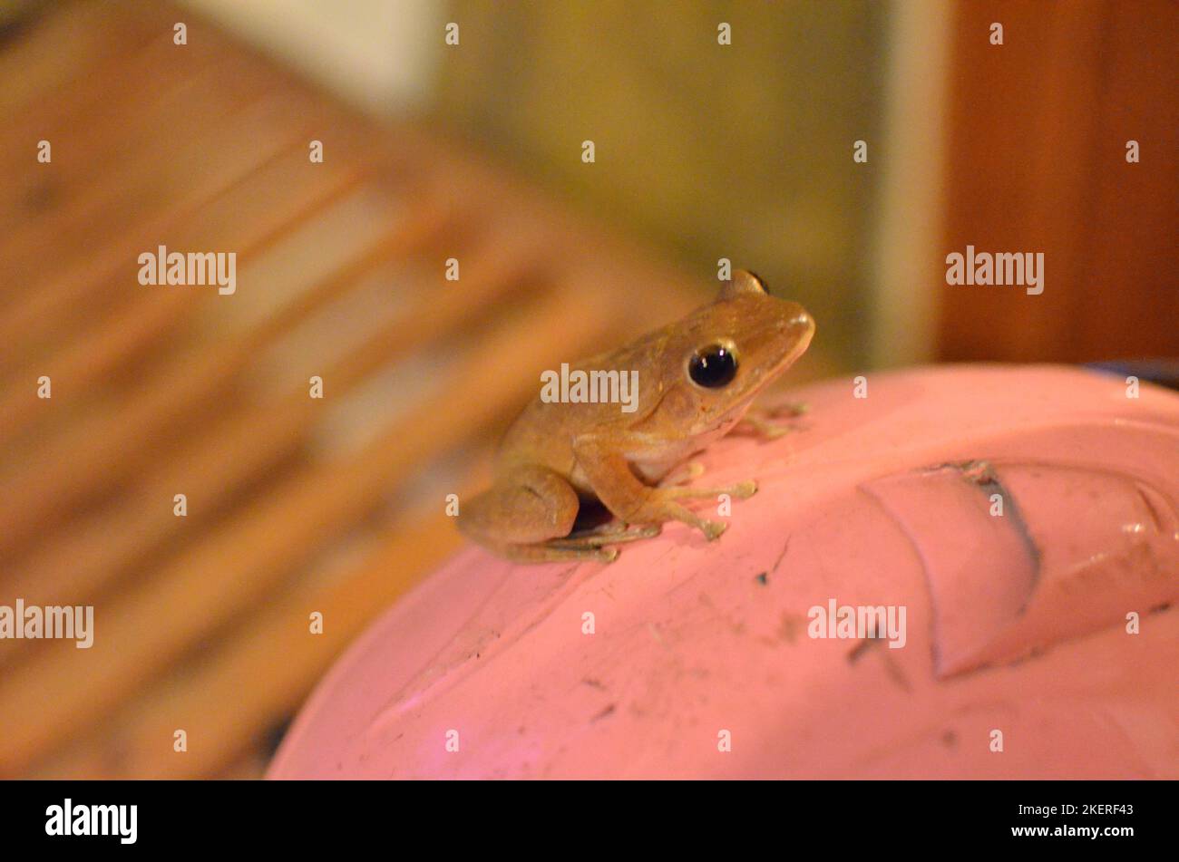 tiny Frog on Pink nature amphibian animal Asia Stock Photo
