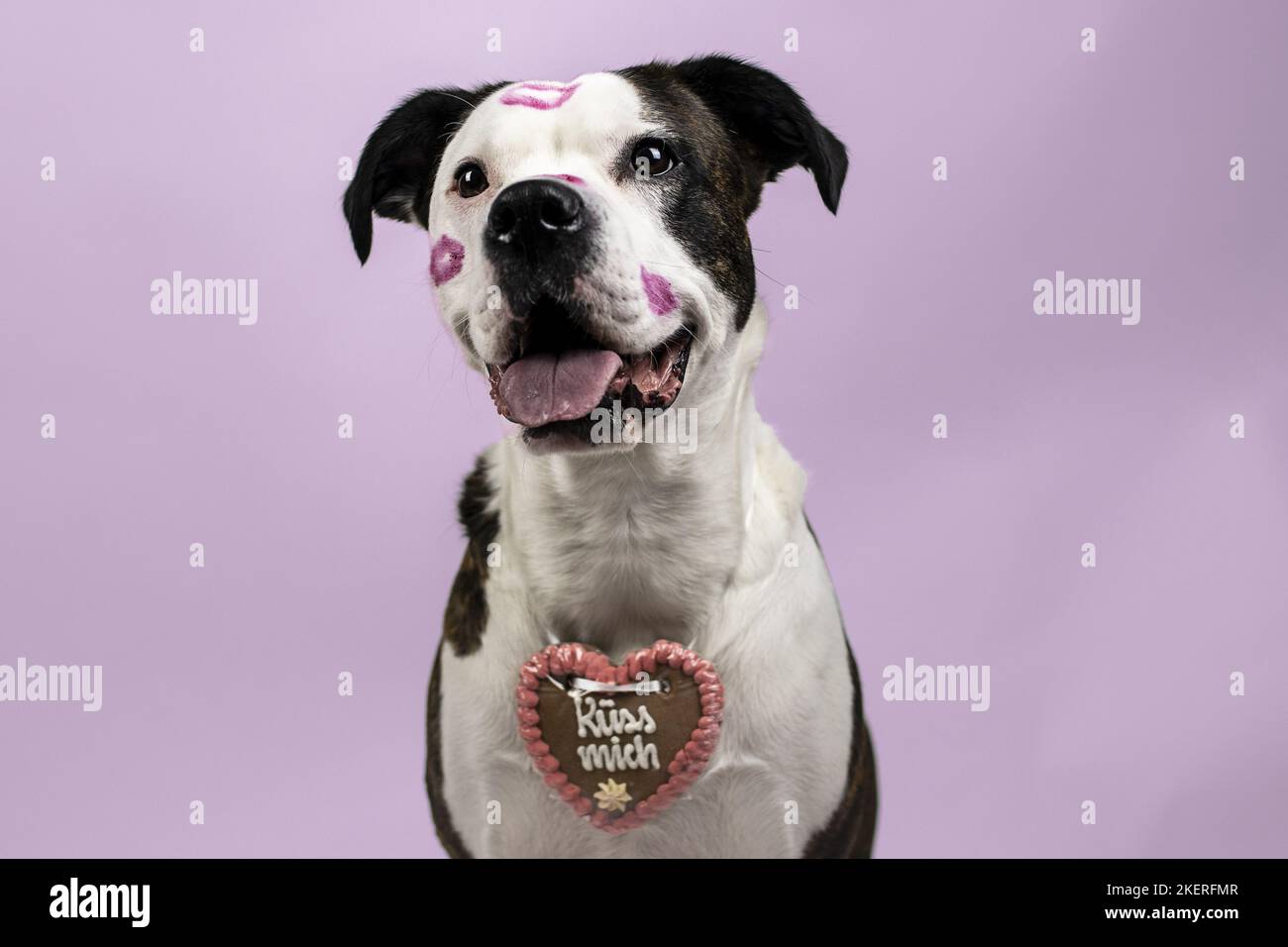 American-Staffordshire-Terrier-Mongrel Stock Photo