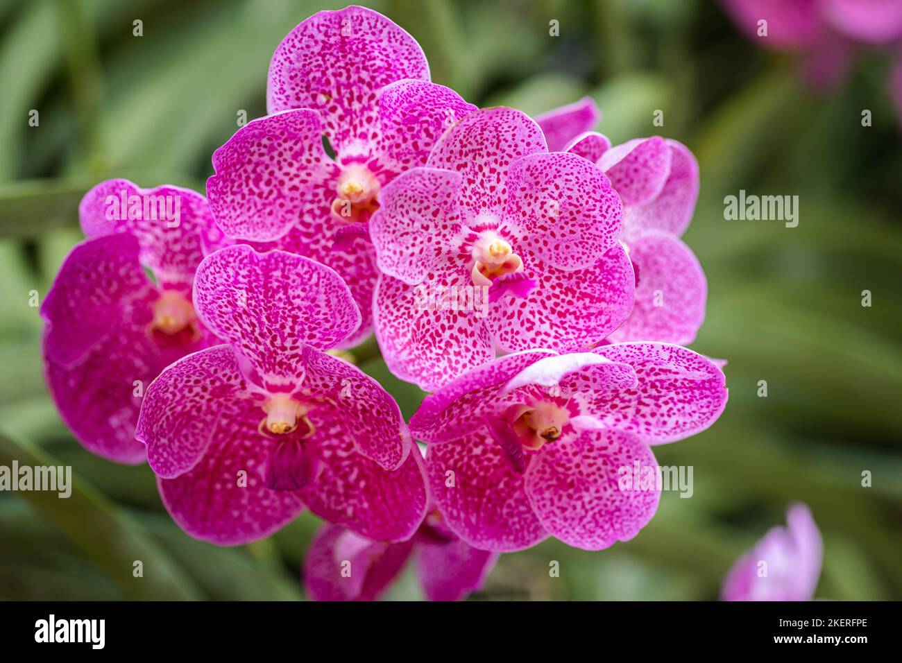 Vanya Tee - Orchid Bloom main image 1