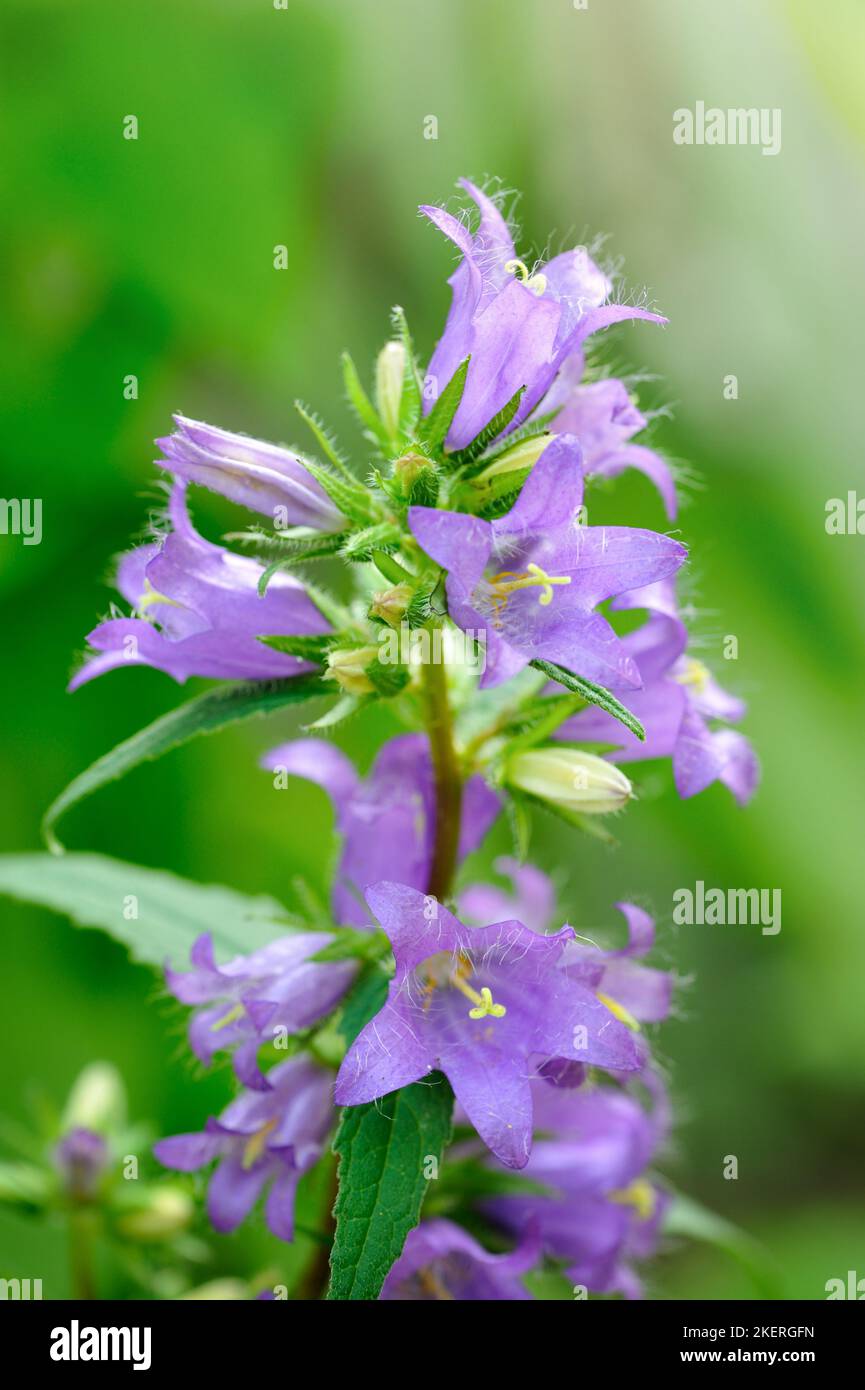 Violet flowers of nettle-leaved bellflower (Campanula trachelium) close up Stock Photo
