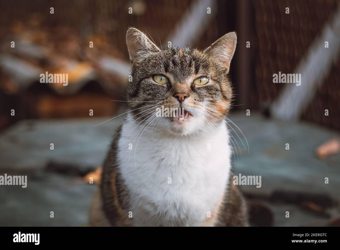 Angry expression of a house cat sitting on the table and doing a