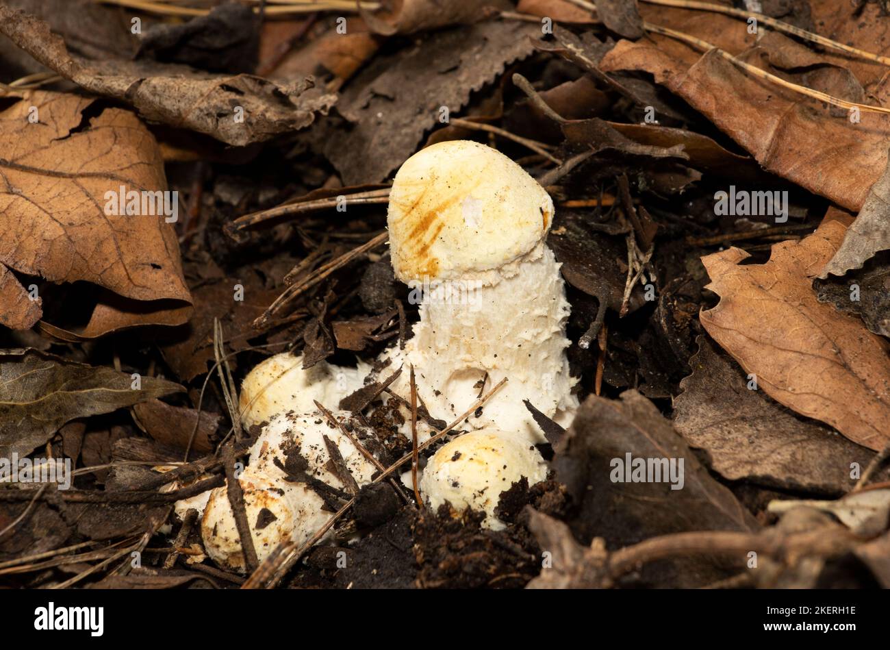 The Amanita Melter is a species-specific parasite of the Agaric Mushroom family. They prevent the developing of the Agaric fruiting bodyi Stock Photo