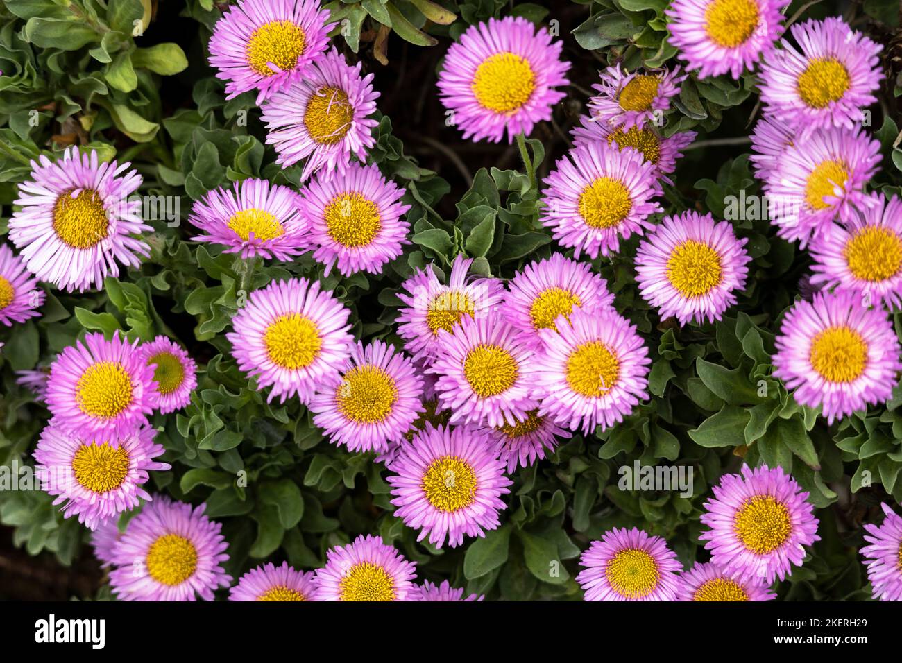 The Onestem Fleabane is a popular flowering plant of the daisy family. They are sun-loving and reasonably cold and drought resistant Stock Photo