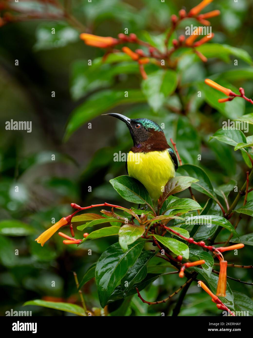 Male Purple-rumped sunbird (Leptocoma zeylonica), perched on a tree with wet leaves after a monsoon downpour in the garden. Stock Photo