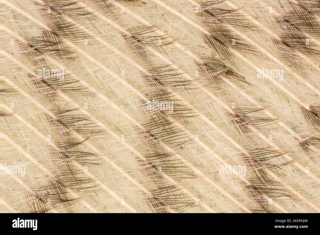 feather of a goose under the microscope Stock Photo