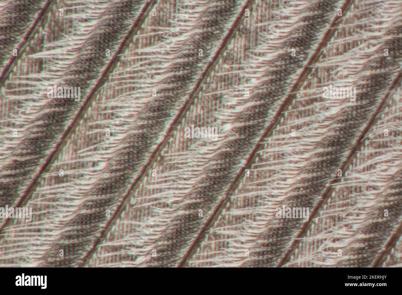 feather of a goose under the microscope Stock Photo Alamy