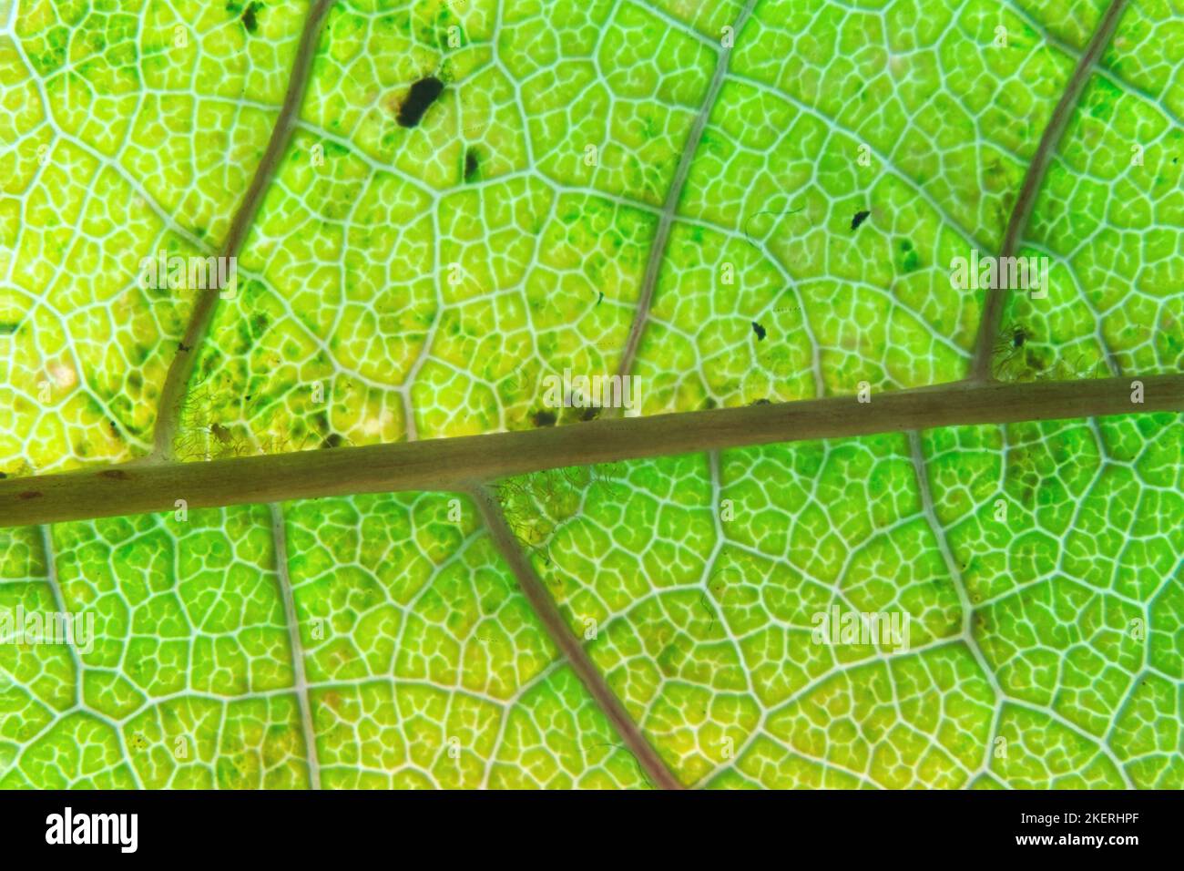 Leaf of a deciduous tree with leaf veins under a magnifying glass Stock Photo