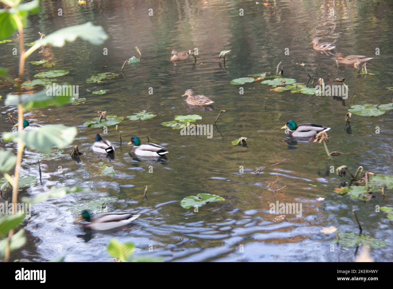 a group of ducks on water with water lillys Stock Photo