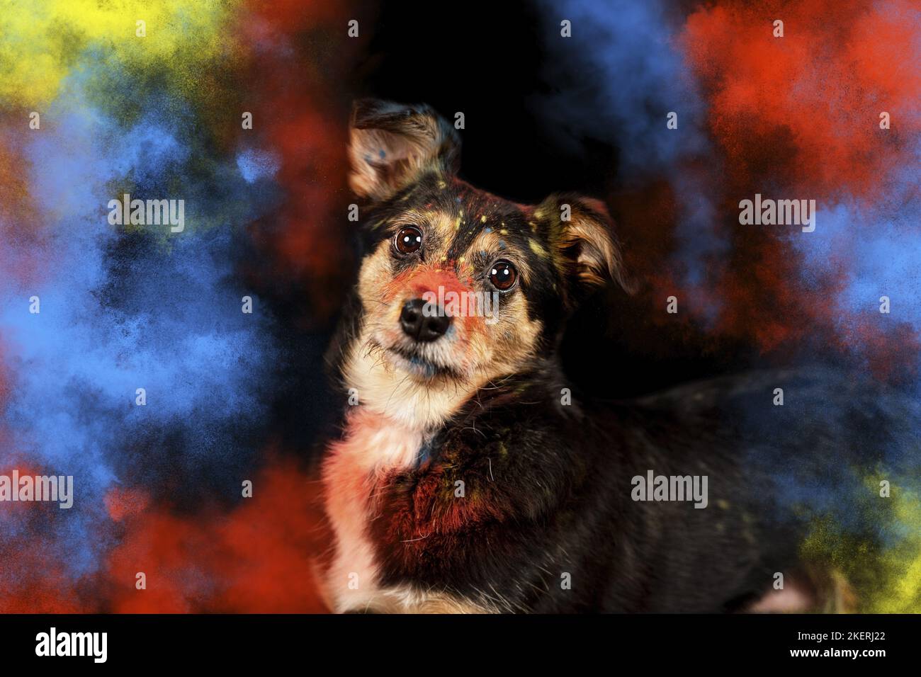 funny-small-portraits-of-animals-hi-res-stock-photography-and-images