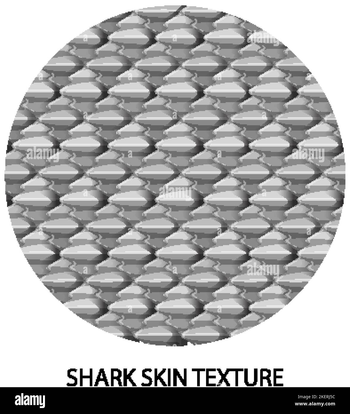 Shark skin texture with text illustration Stock Vector Image & Art Alamy