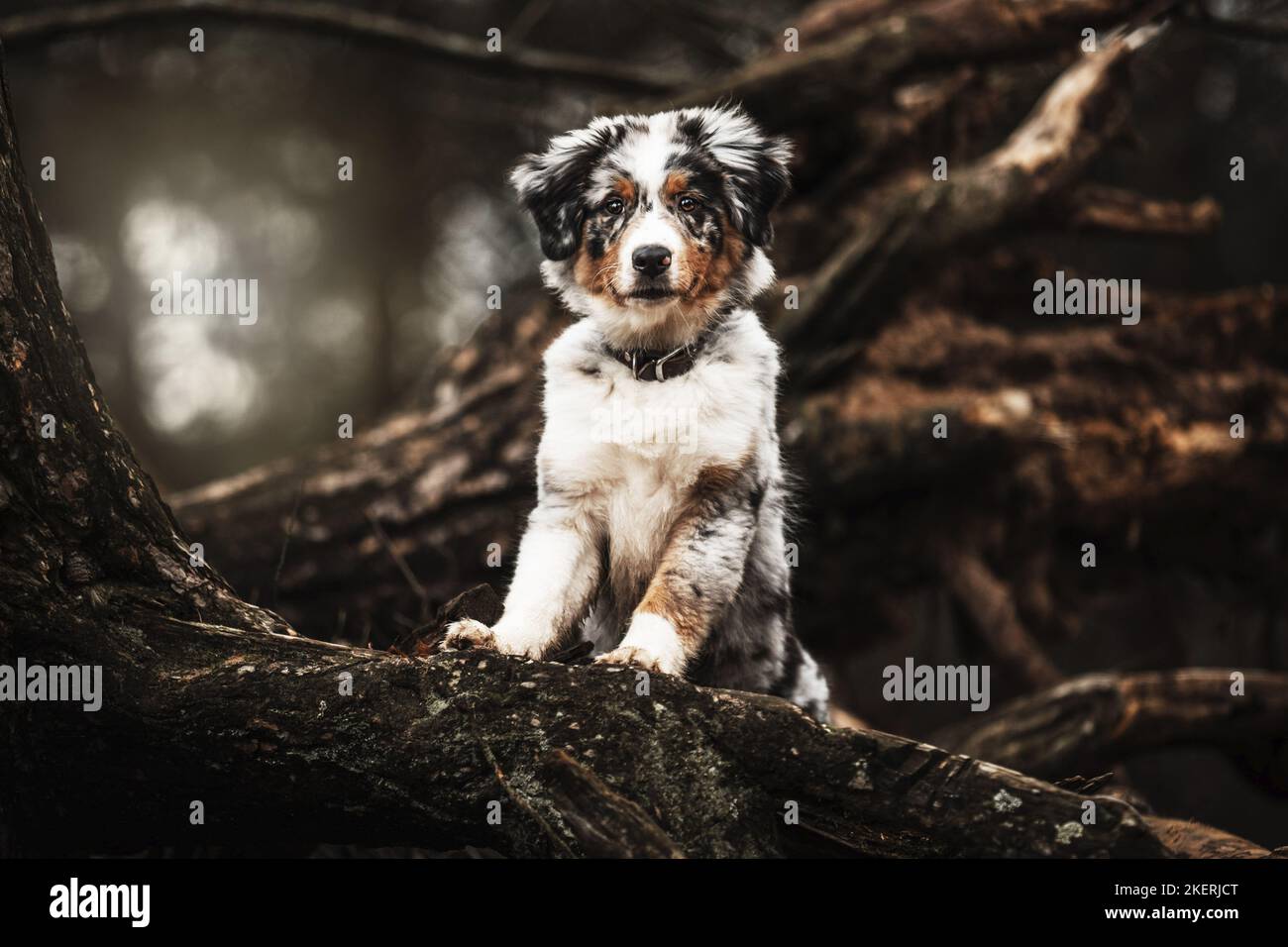 Shepherd tree roots hi-res stock photography and images - Alamy