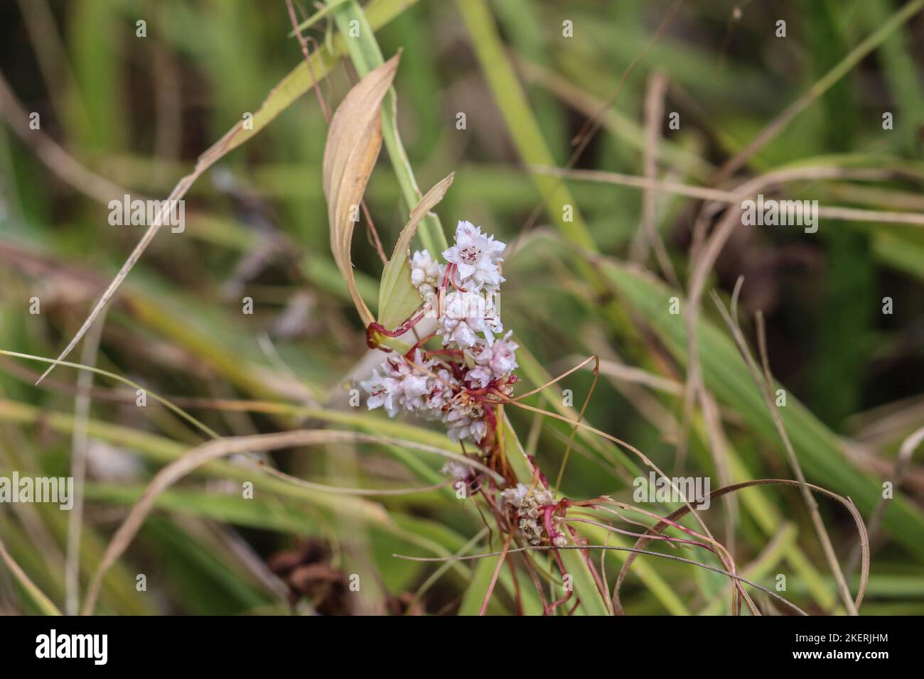 Pale flowers of a parasiti plant amarbel (latin name of genus: Cuscuta) in a meadow in Montenegro Stock Photo