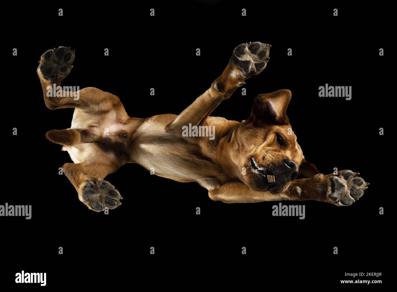 Labrador from below Stock Photo - Alamy