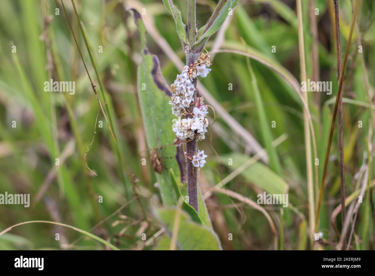 Pale flowers of a parasiti plant amarbel (latin name of genus: Cuscuta) in a meadow in Montenegro Stock Photo
