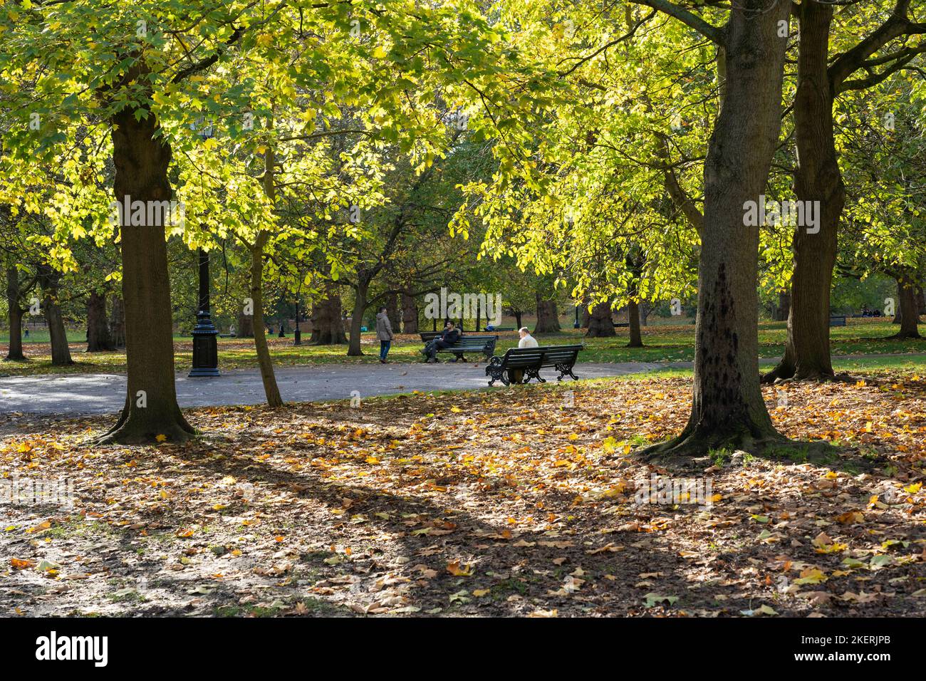 Man sitting on a bench in (The) Green Park - a Royal Park - on a sunny November autumn day with backlit trees & leaves on the ground. London, England Stock Photo