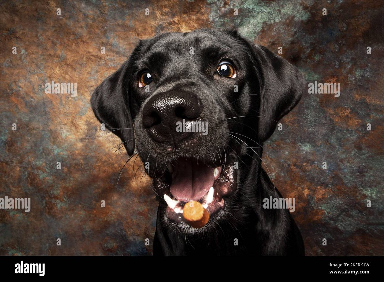 Labrador Retriever Portrait Stock Photo - Alamy