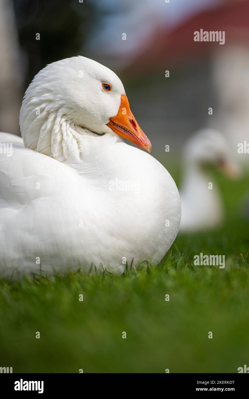ducks and geese sleeping on a lake in spring in canada Stock Photo Alamy