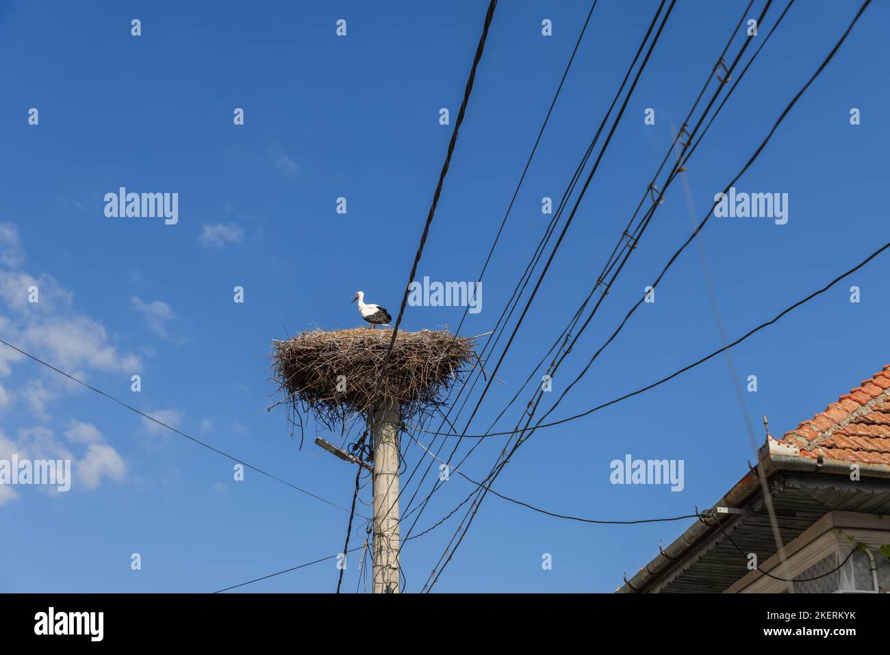A stork (Ciconia ciconia) stands inside a carefully constructed nest on a lighting pole wrapped in multiple electrical wires next to the building's ti Stock Photo