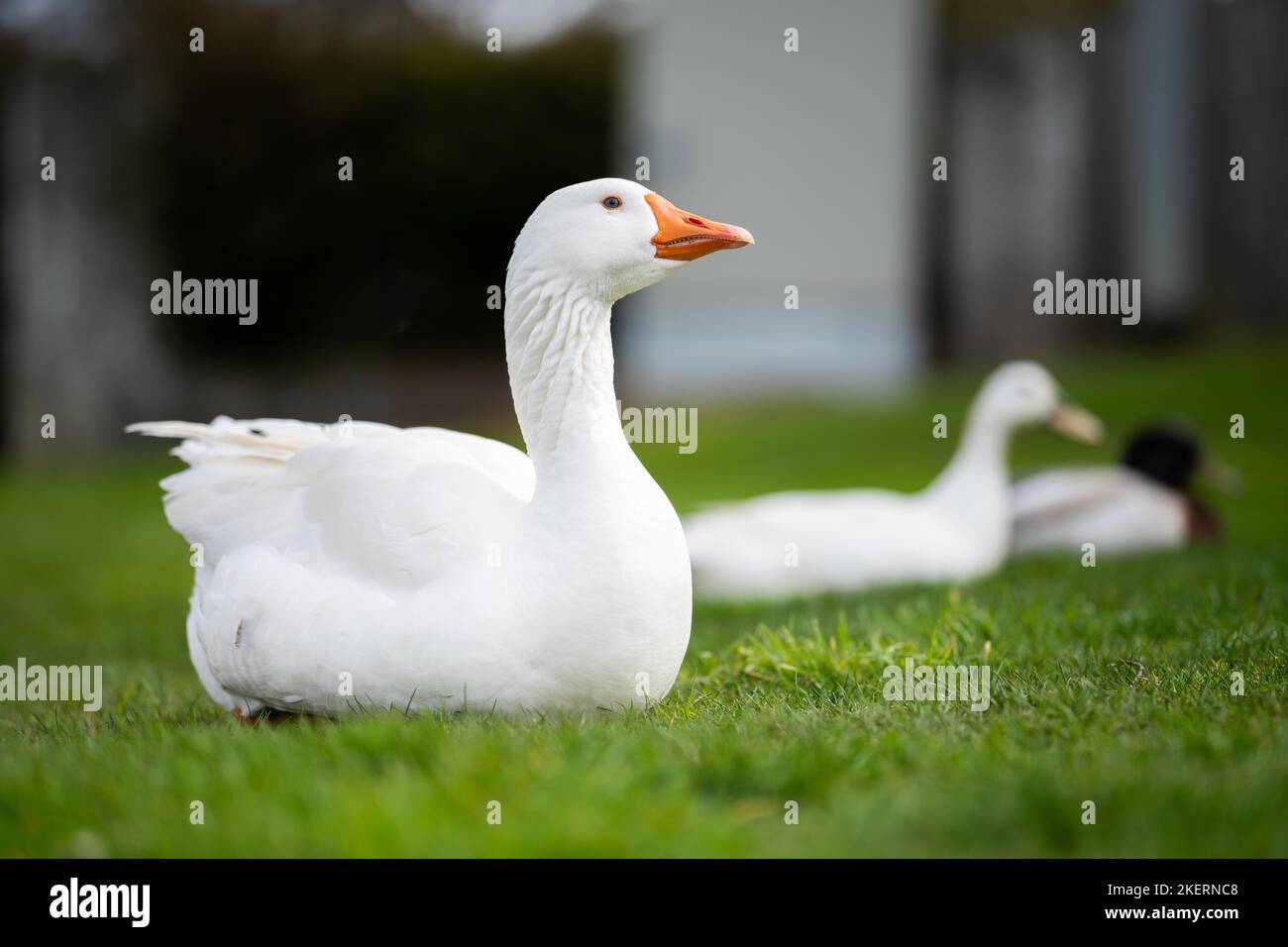 ducks and geese sleeping on a lake in spring in canada Stock Photo Alamy