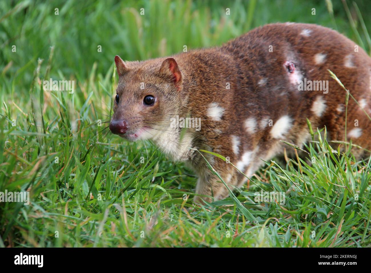 spotted quoll in australia Stock Photo Alamy