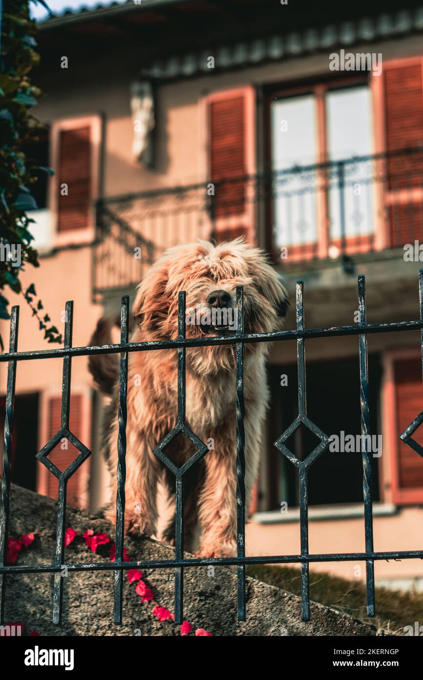 An angry-looking cute dog barking at passers-by with eyes covered in fur Stock Photo