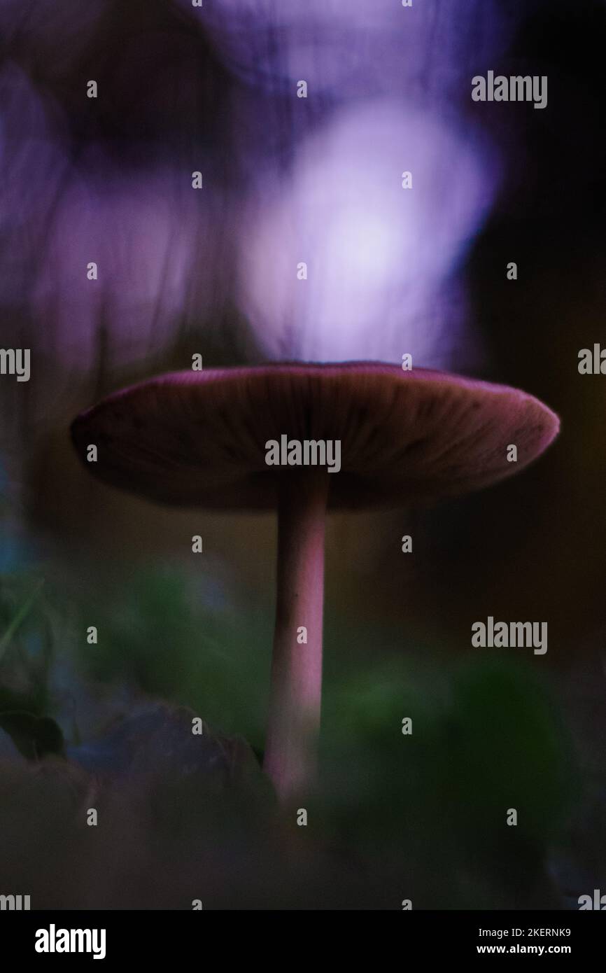 A close-up of a small mushroom with eerie background Stock Photo