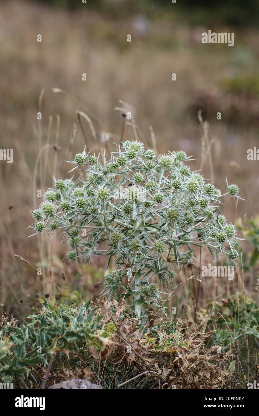 Field eryngo (latin name Eryngium campestre) in field in northern Montengro Stock Photo