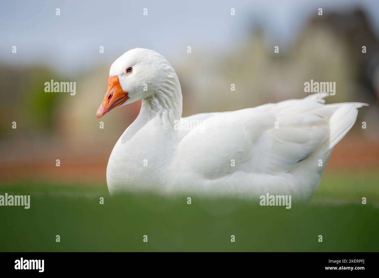 ducks and geese sleeping on a lake in spring in canada Stock Photo Alamy