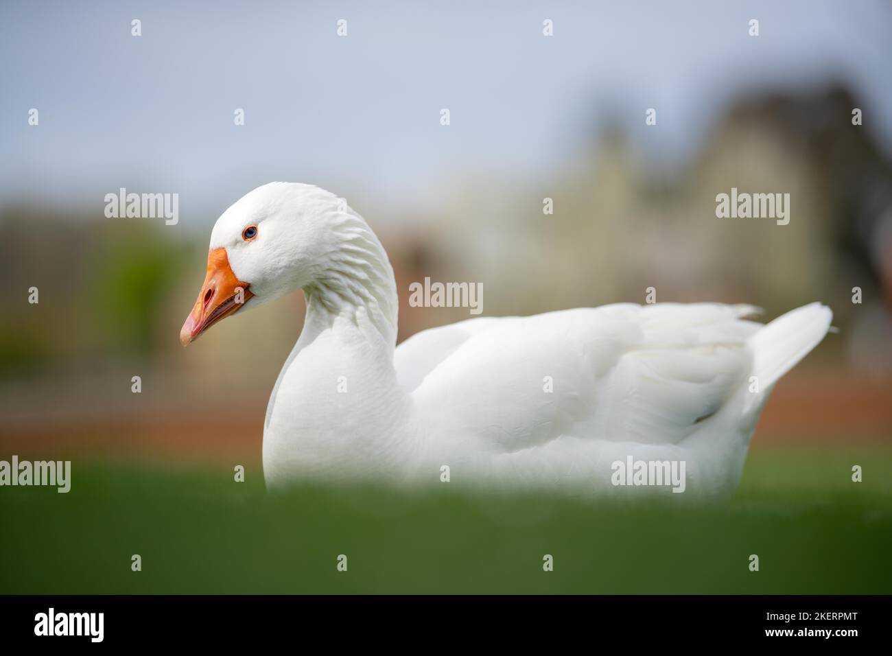 ducks and geese sleeping on a lake in spring in canada Stock Photo Alamy
