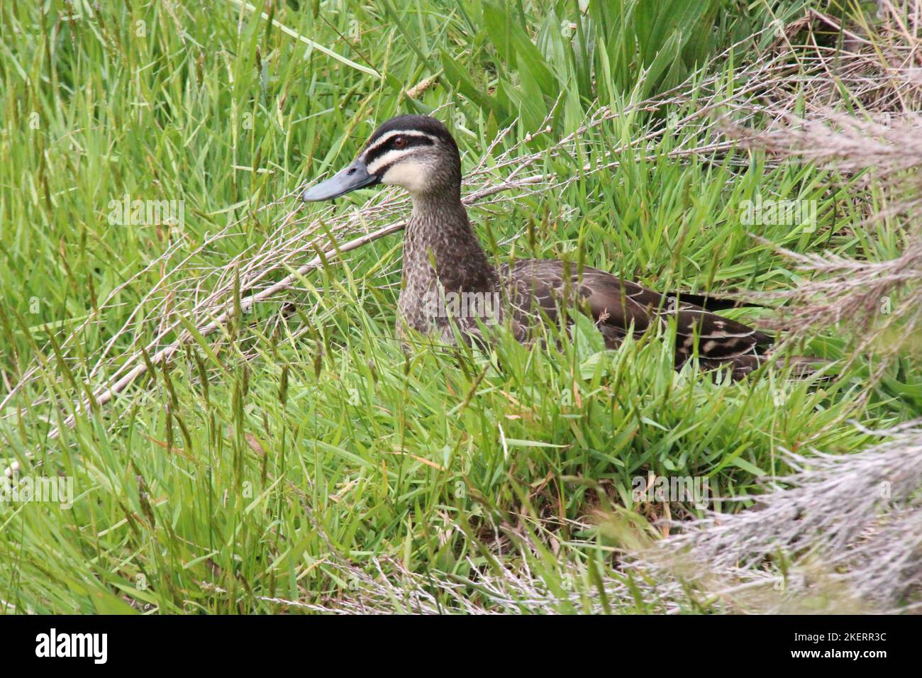 duck in australia Stock Photo Alamy