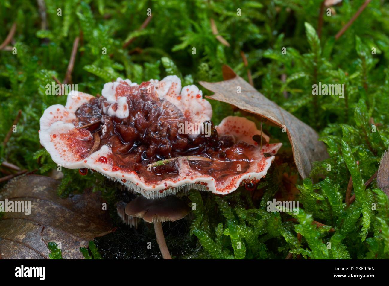 Inedible mushroom Hydnellum peckii in the spruce forest. Known as Bleeding tooth fungus, Devil's Tooth or Red-juice Tooth. Wild mushroom in  moss Stock Photo