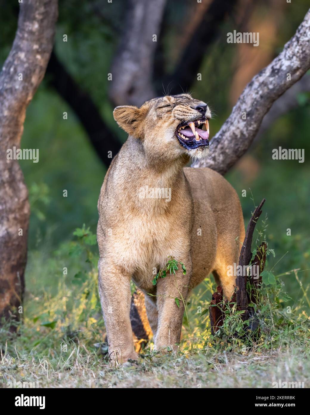 Smile For The Camera Lions