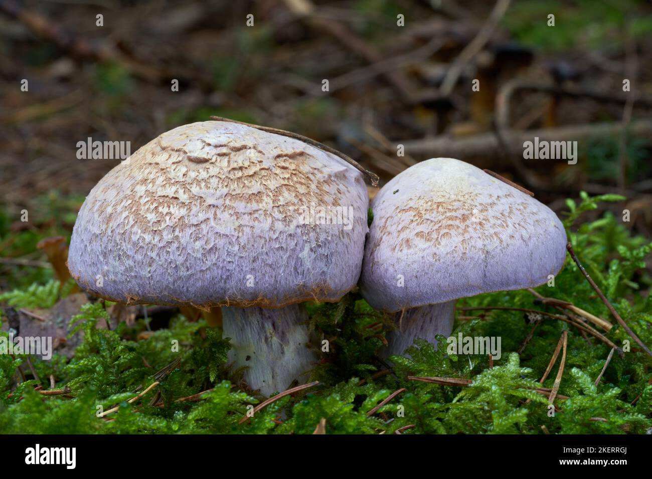 Inedible mushroom Cortinarius traganus in the spruce forest. Known as gassy webcap. Two wild mushrooms growing in the moss. Stock Photo