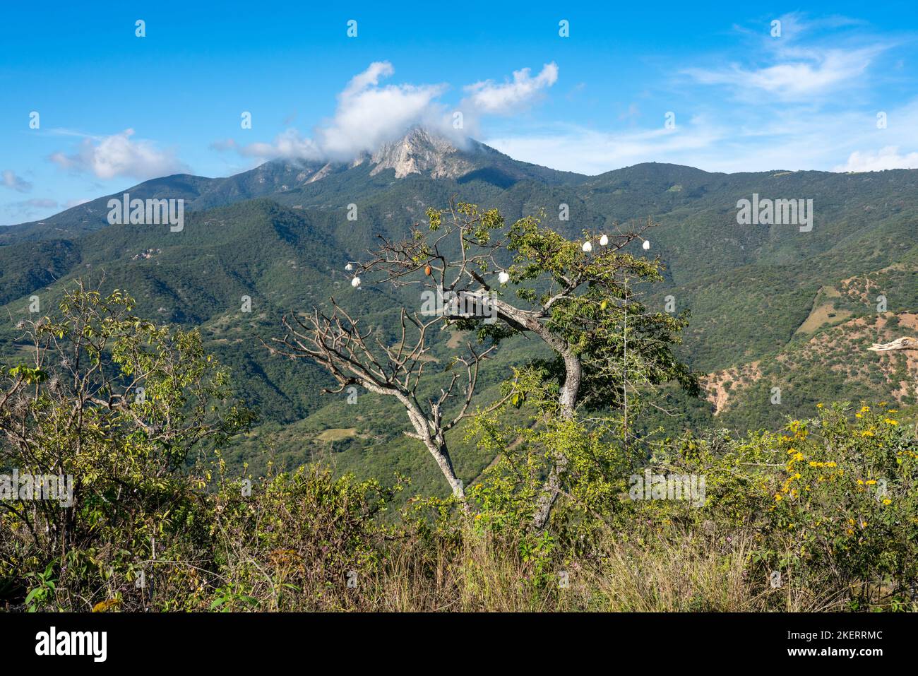 Cazahuate or Tree Morning Glory in the Sierra Mixe Range of the Sierra Madre de Oaxaca Mountains near Hierve el Agua, Mexico. Stock Photo