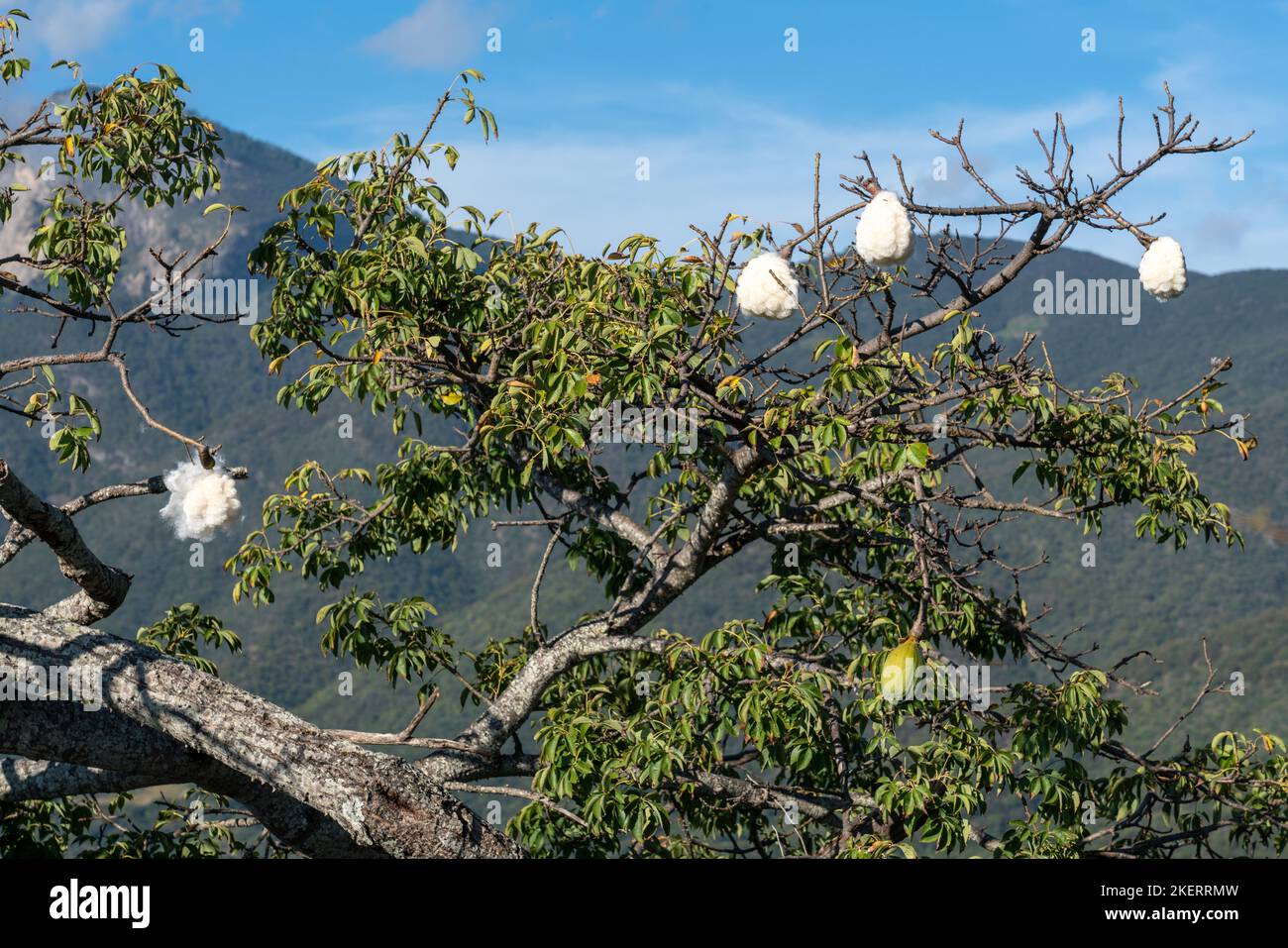 Open seed pods of a Silk Floss Tree, Ceiba speciosa, along a trail at Hierve el Agua, Oaxaca, Mexico. Stock Photo