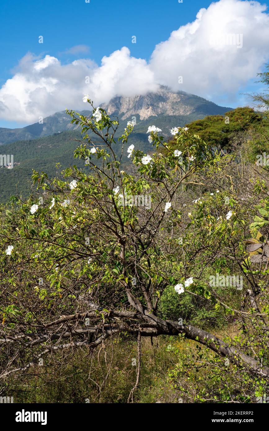 Cazahuate or Tree Morning Glory, Ipomoea arborescens, in the Sierra MIxe mountains near Hierve el Agua, Oaxaca, Mexico.  Cerro Nueve Puntas is in the Stock Photo