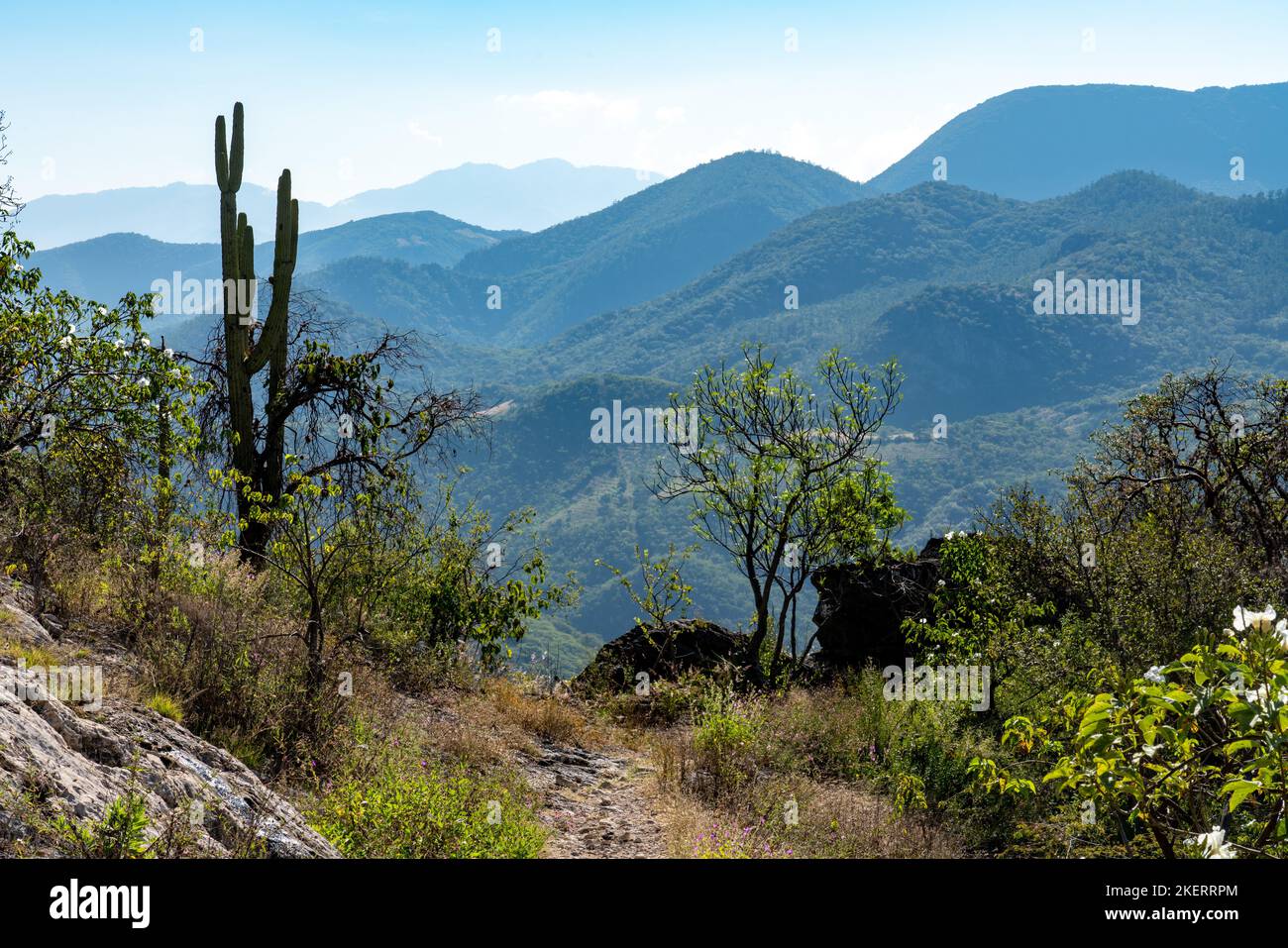 Desert vegetation in the Sierra Mixe Range of the Sierra Madre de Oaxaca Mountains near Hierve el Agua, Oaxaca, Mexico. Stock Photo