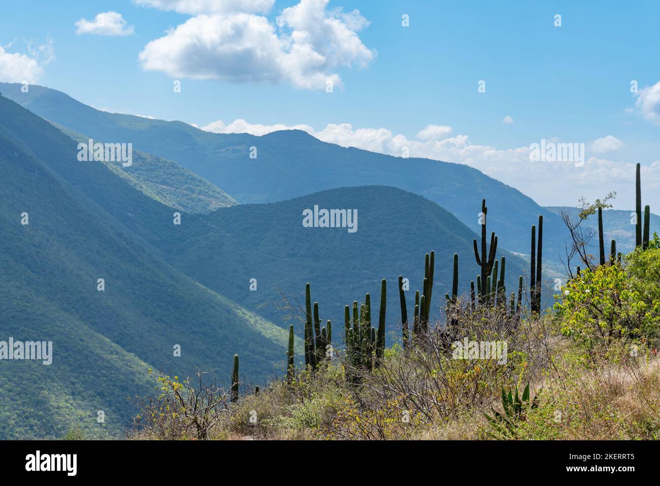 Columnar cactus in the Sierra Mixe Range of the Sierra Madre de Oaxaca Mountains near Hierve el Agua, Oaxaca, Mexico. Stock Photo