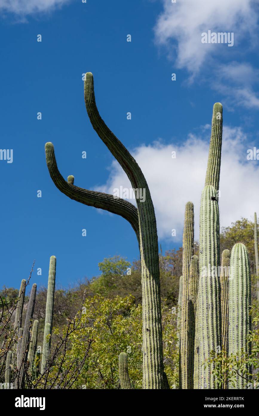 A forked columnar cactus with whimsicallyshaped arms at Hierve el Agua
