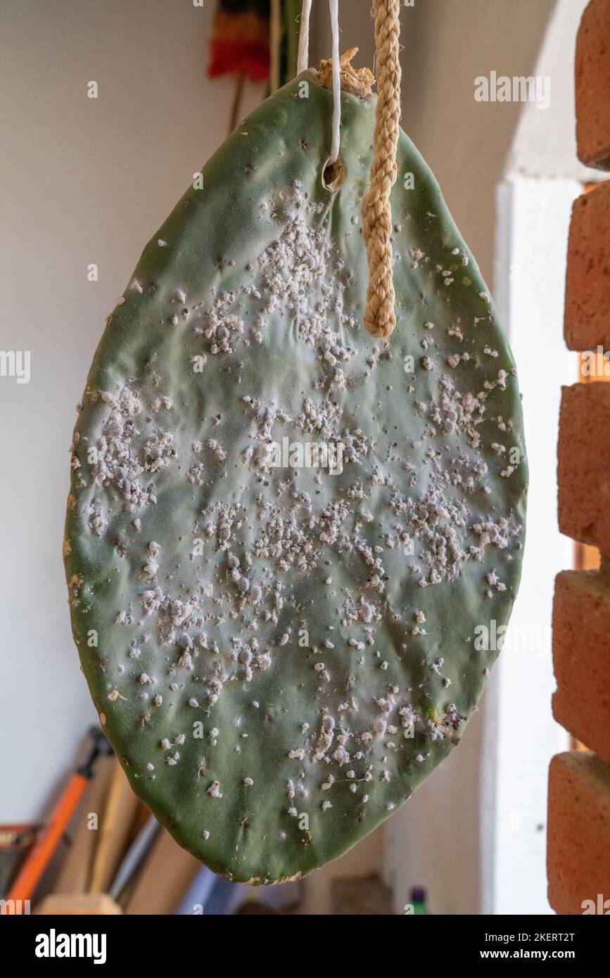 Nopal cactus pads with cochineal insects being cultivated to produce ...