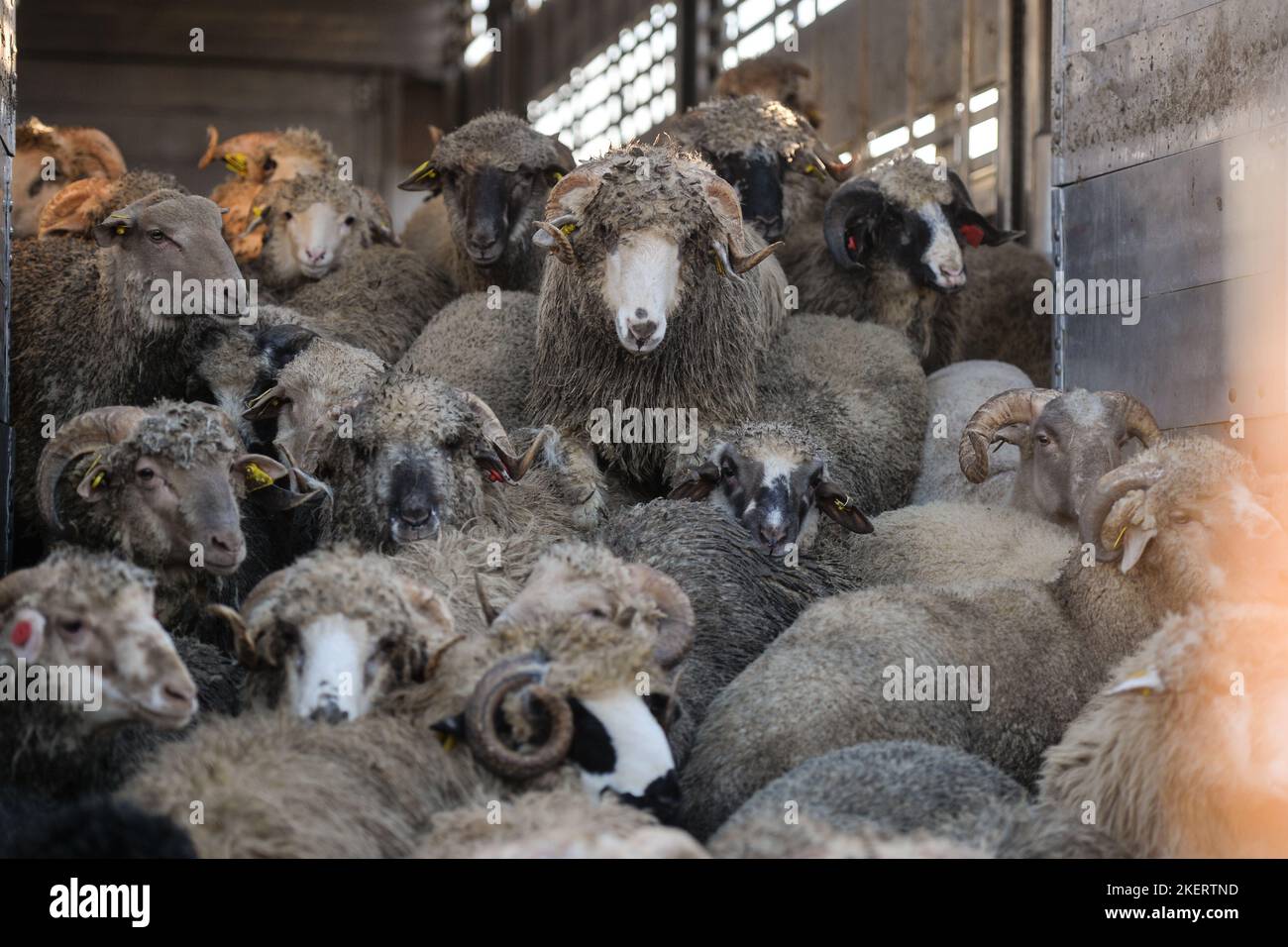 Live animal cargo hi-res stock photography and images - Alamy