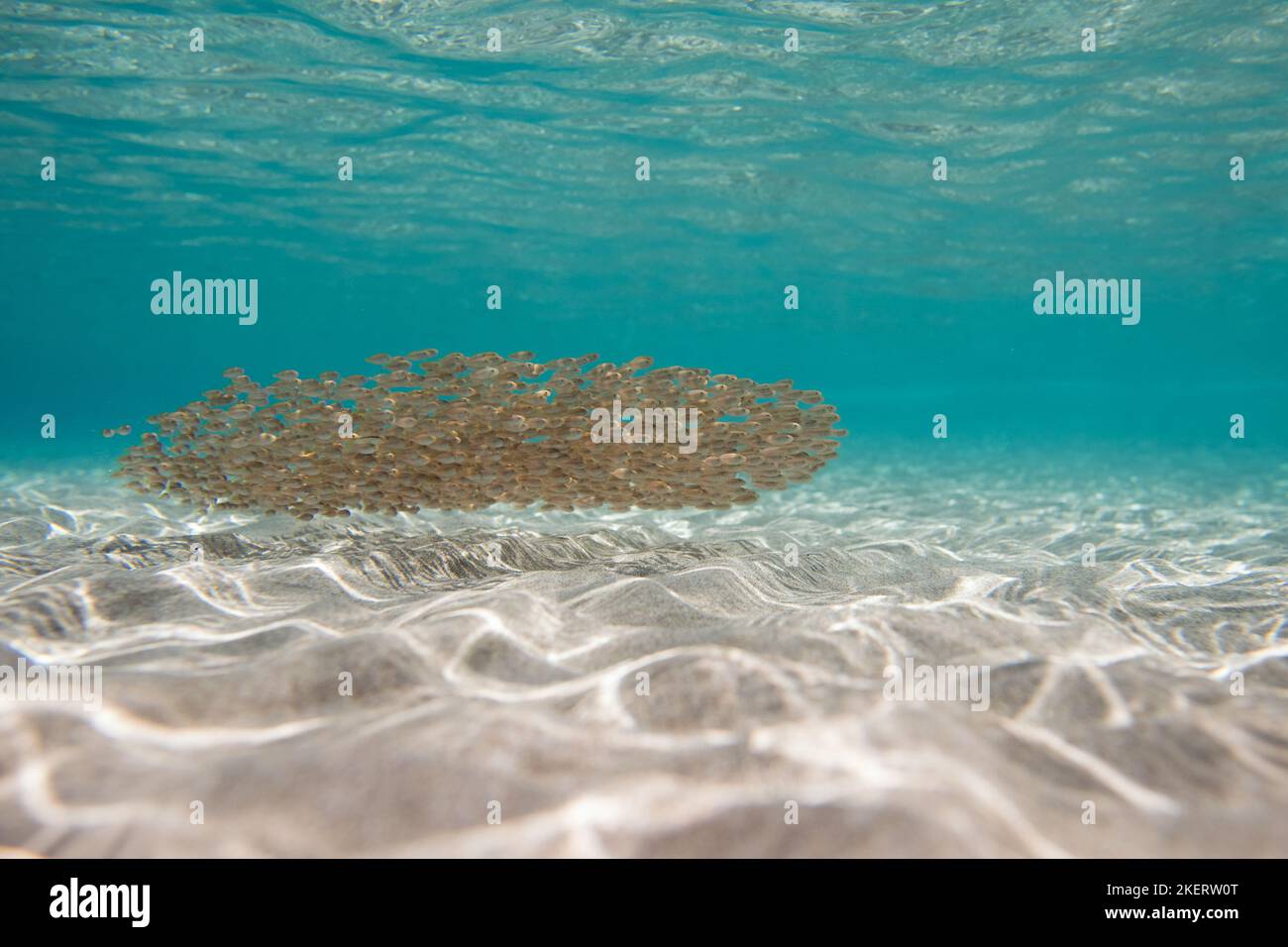 Flock of Mediterranean fish swimming over sea coral reef, on Crete