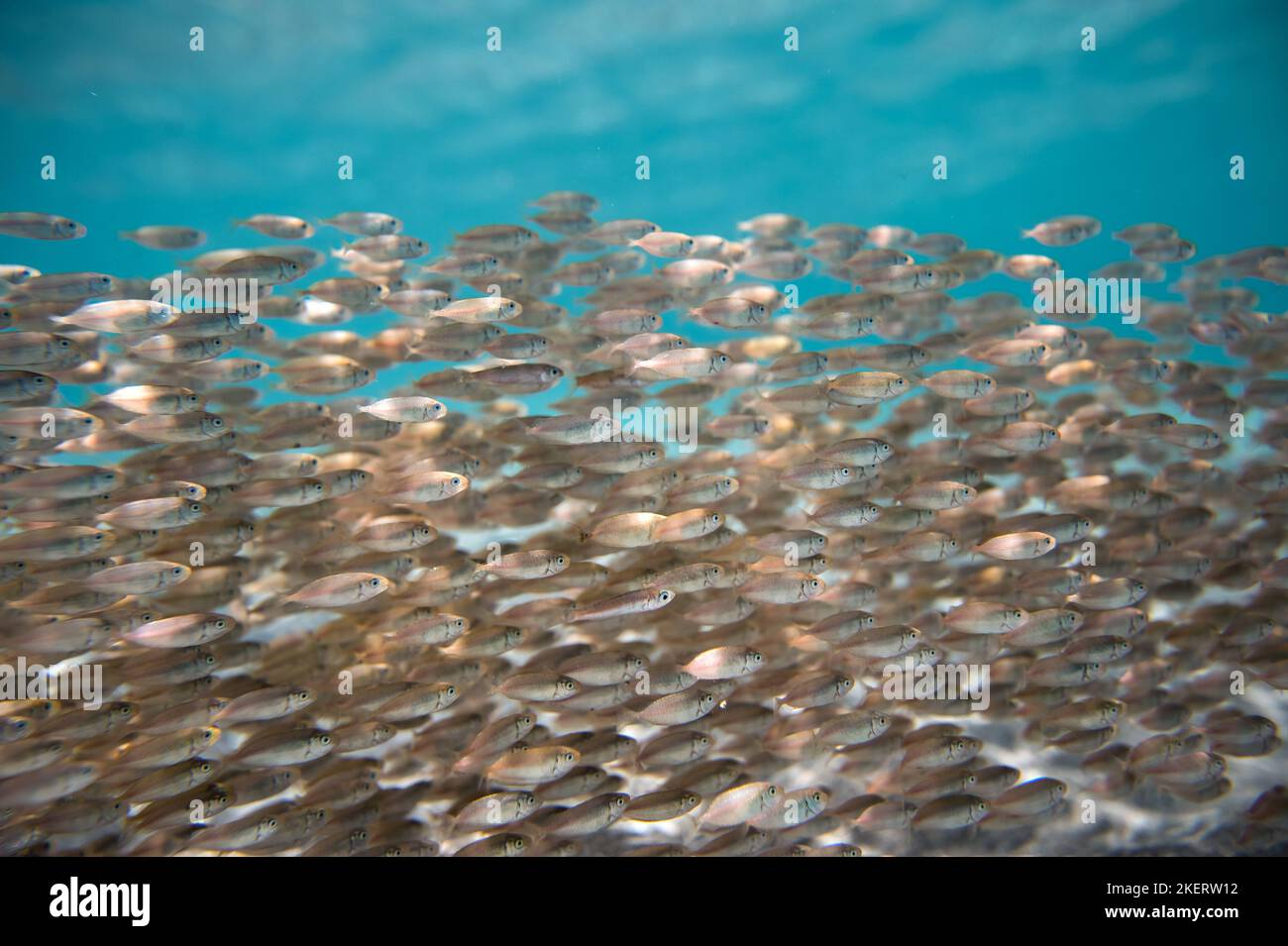 Flock of Mediterranean fish swimming over sea coral reef, on Crete