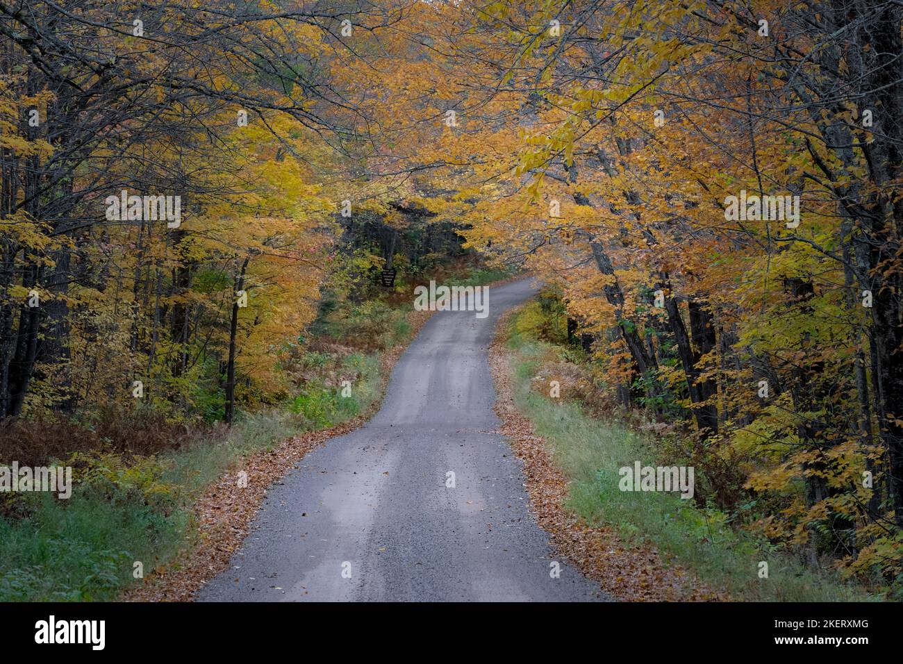 The forest service roads in the ChequamegonNicolet national forest in Northern Wisconsin come