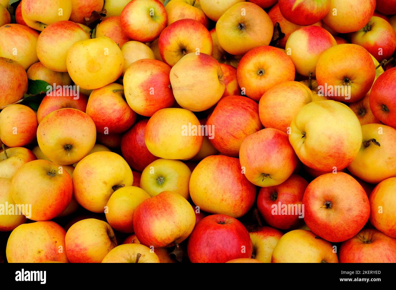 elstar apples background pattern Stock Photo